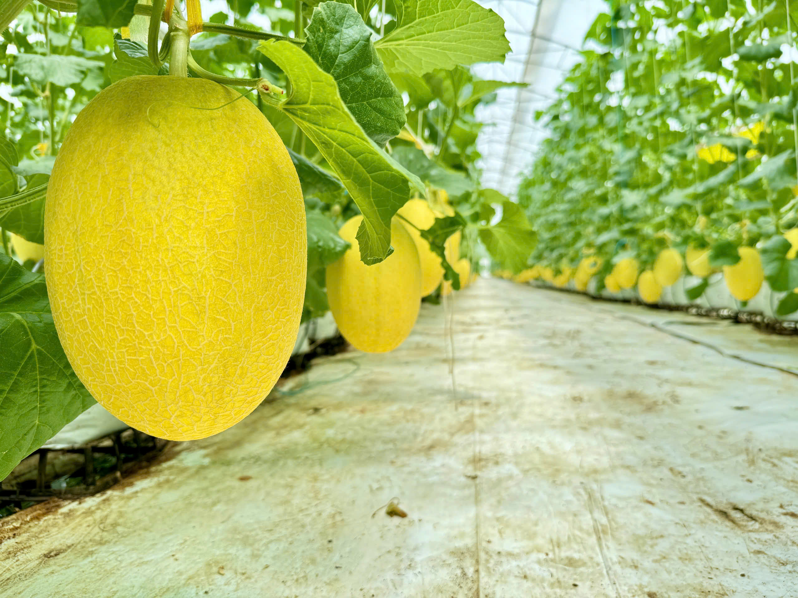 DƯA LƯỚI VÀNG LAN ANH FARM 4