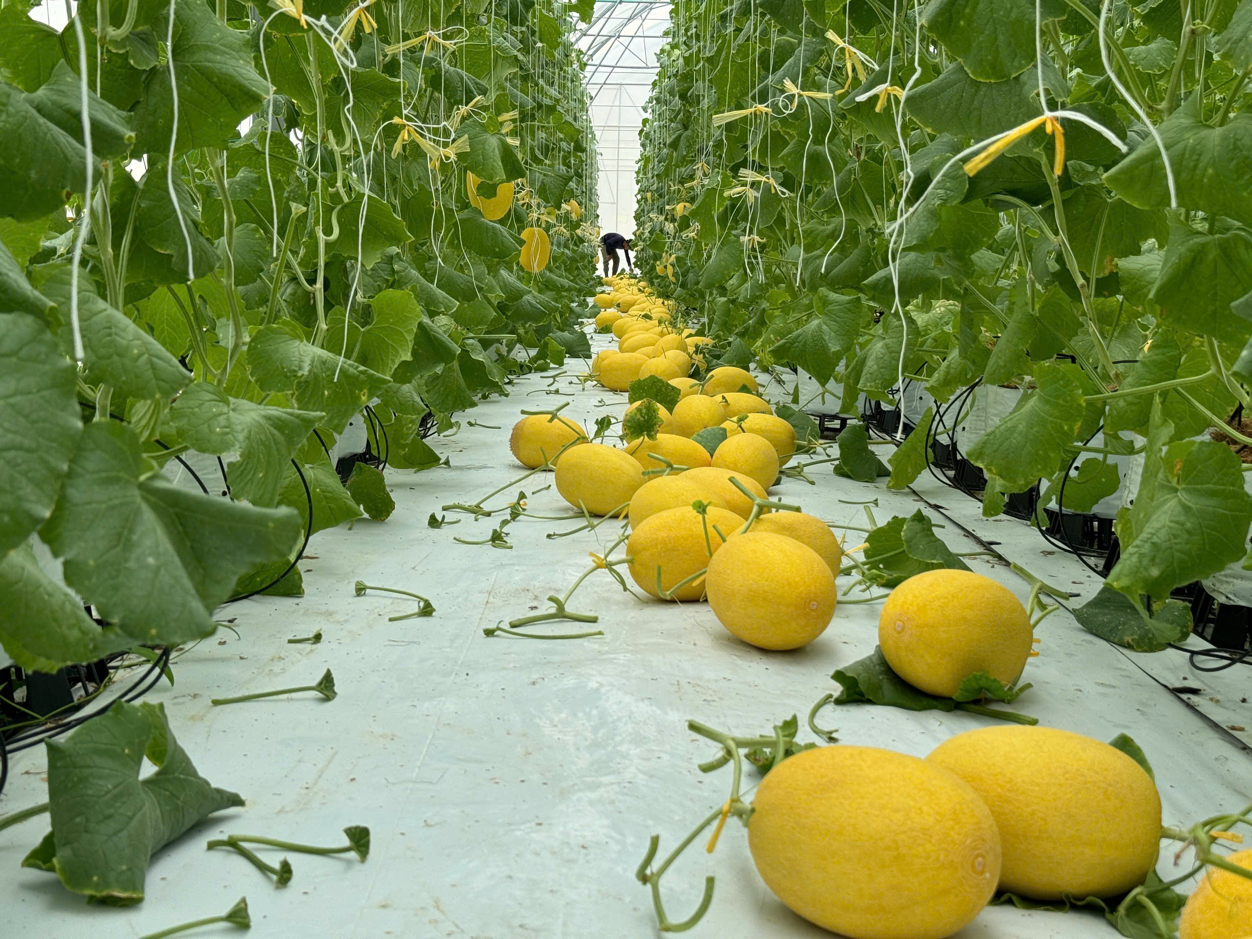DƯA LƯỚI VÀNG LAN ANH FARM 5