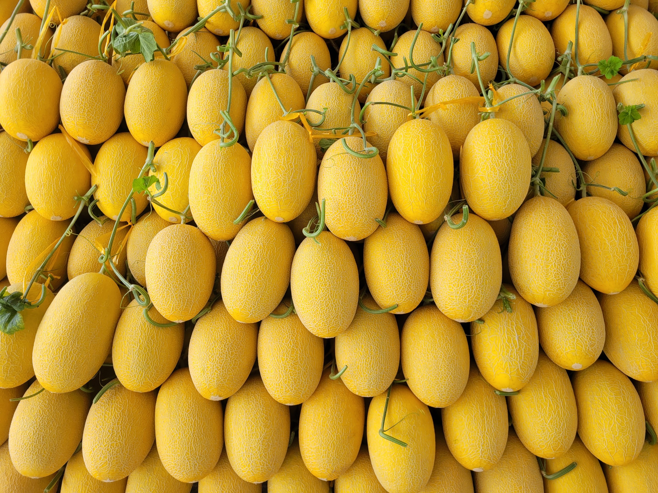 " DƯA LƯỚI ĐẶC BIỆT "