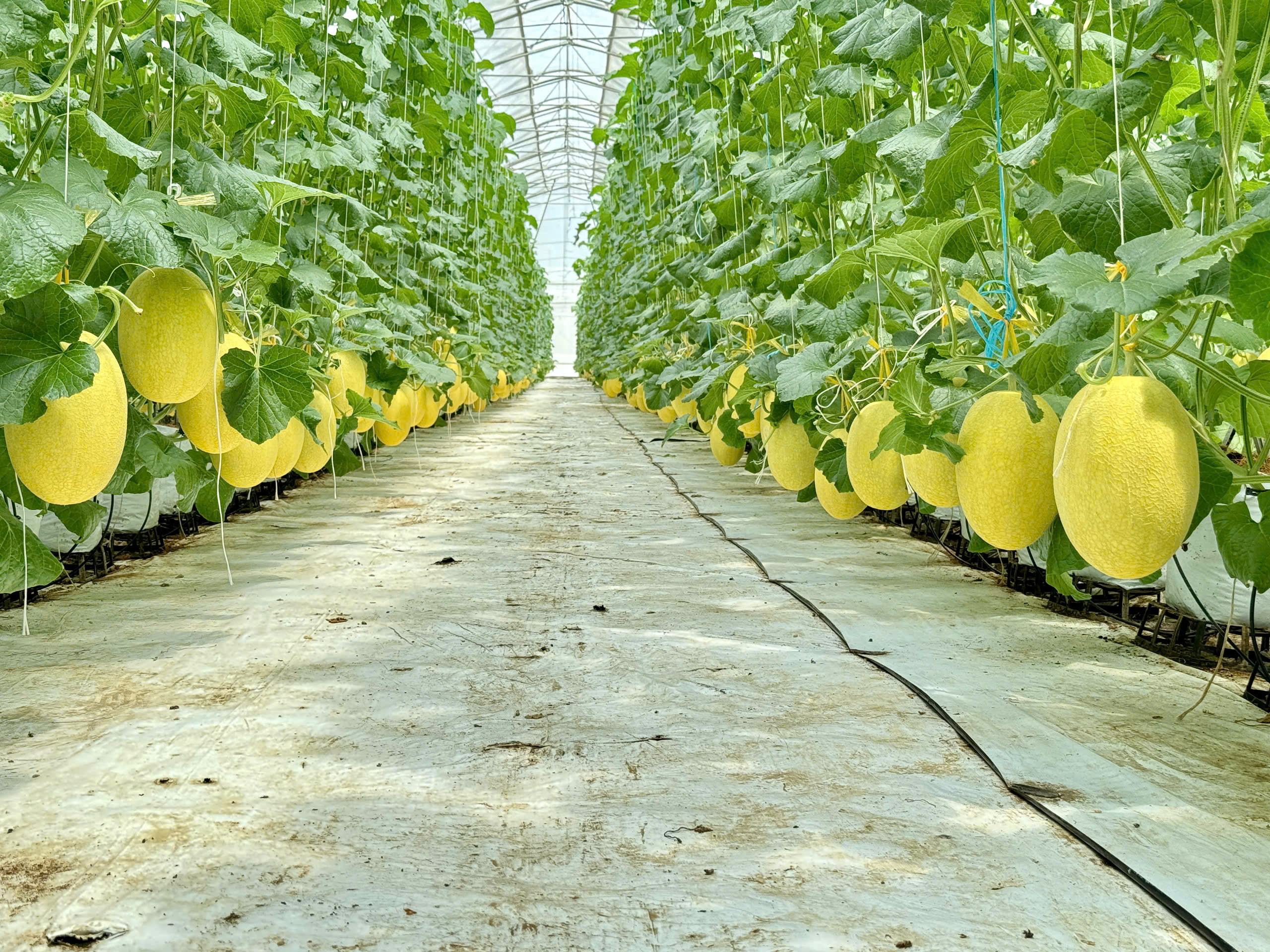 " DƯA LƯỚI VÀNG "