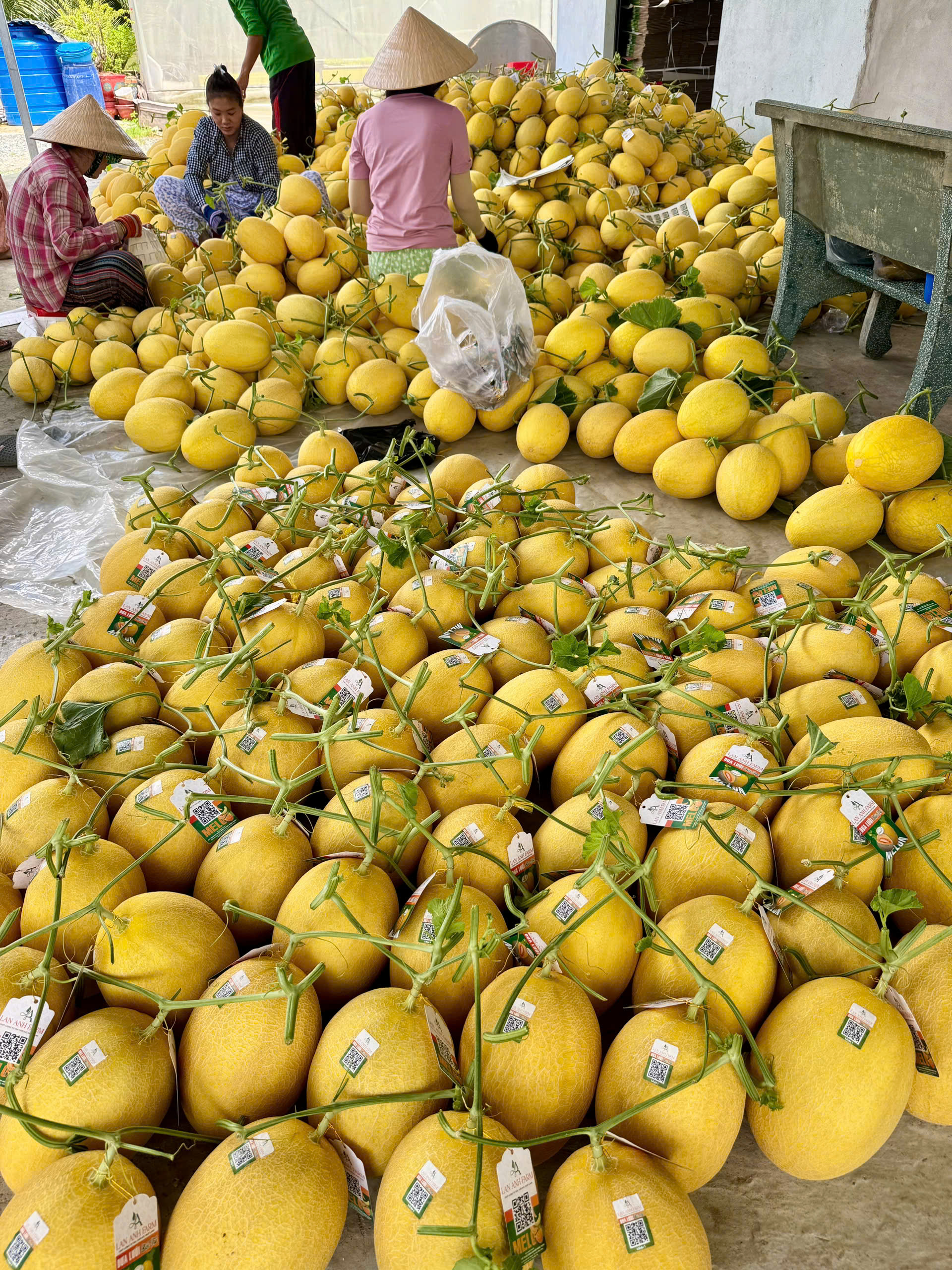 DƯA LƯỚI VÀNG LAN ANH FARM 2