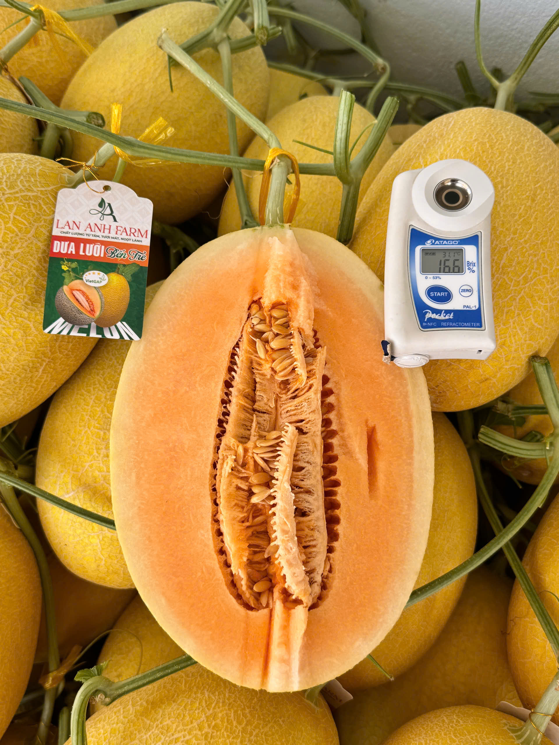 DƯA LƯỚI VÀNG LAN ANH FARM