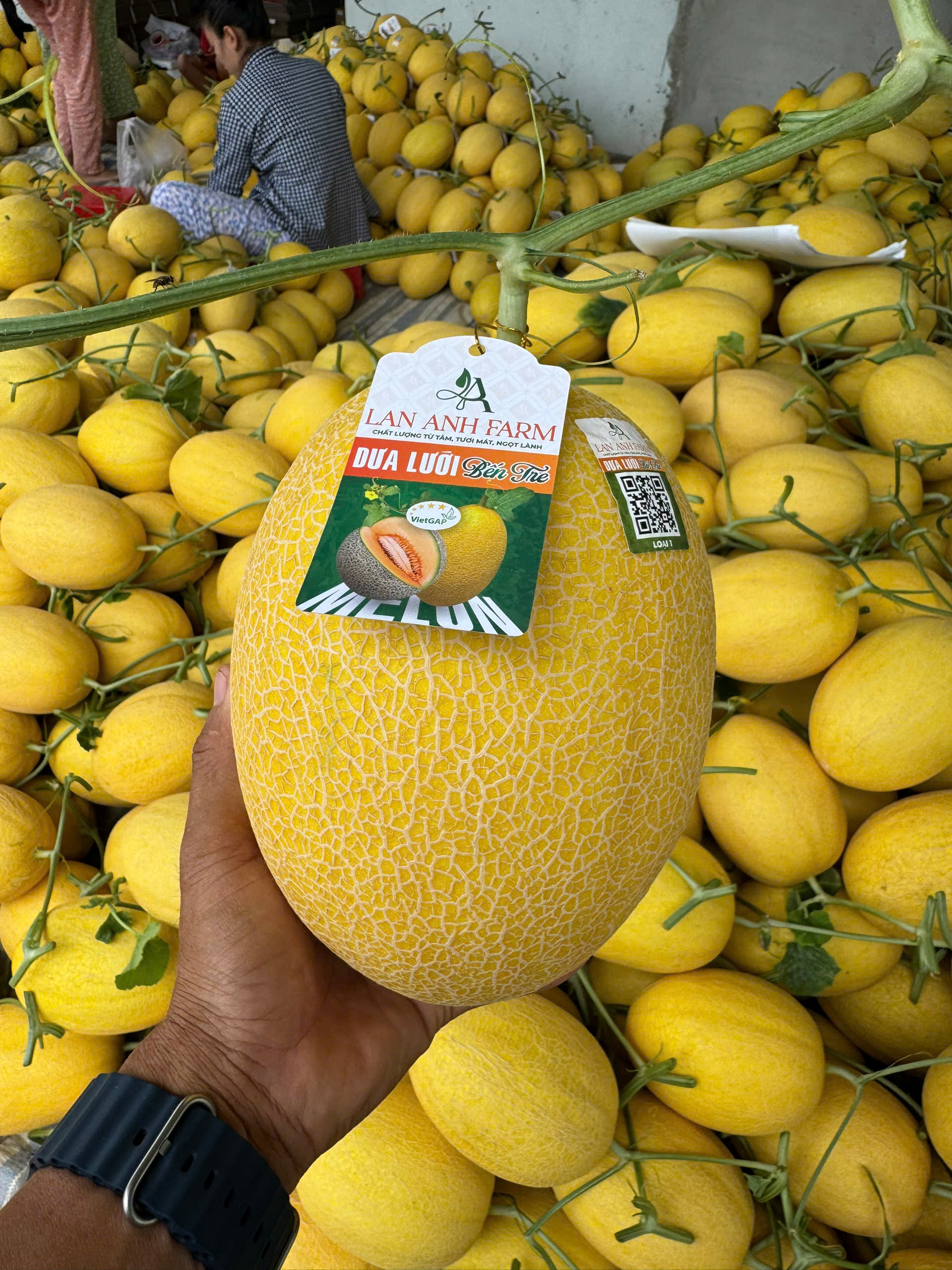 DƯA LƯỚI VÀNG LAN ANH FARM 7