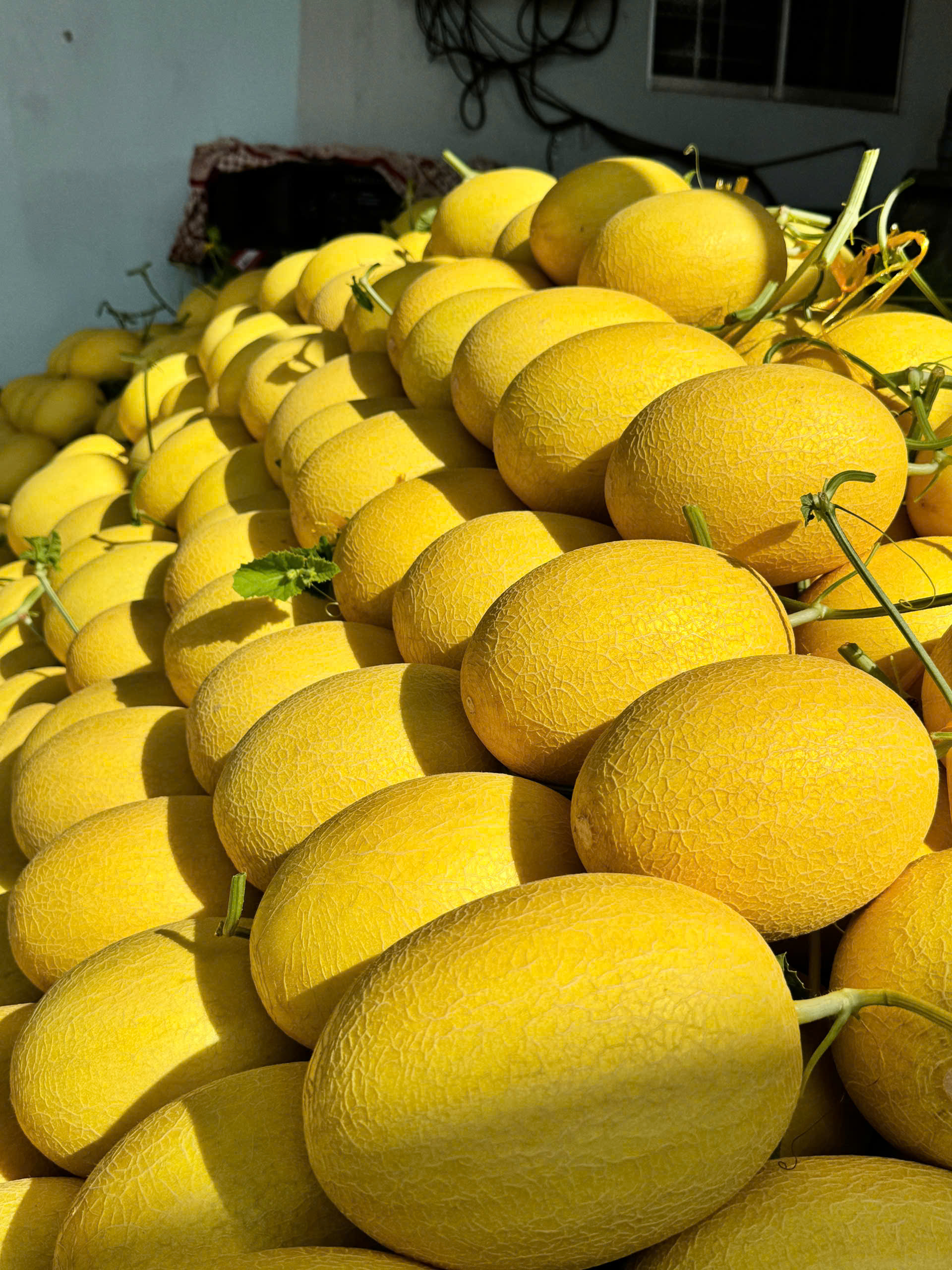 DƯA LƯỚI VÀNG LAN ANH FARM 8